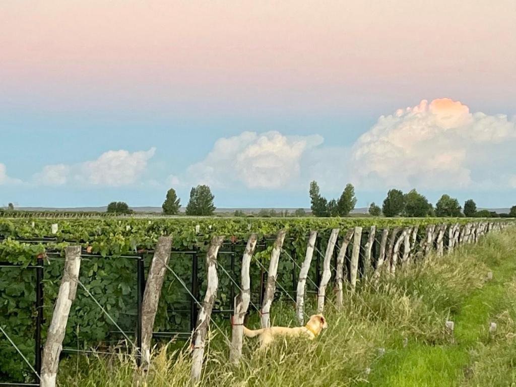 Сasa de vacaciones De Andes Mendoza